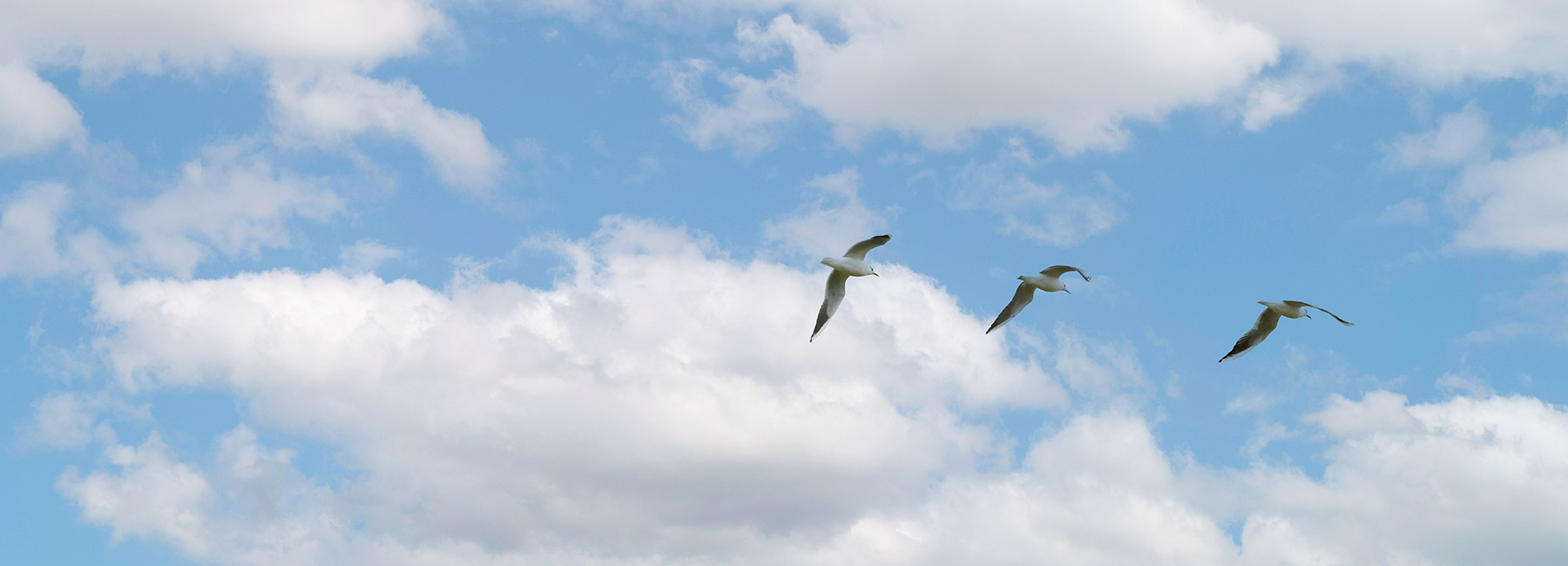 Oiseaux hivernants en plein vol