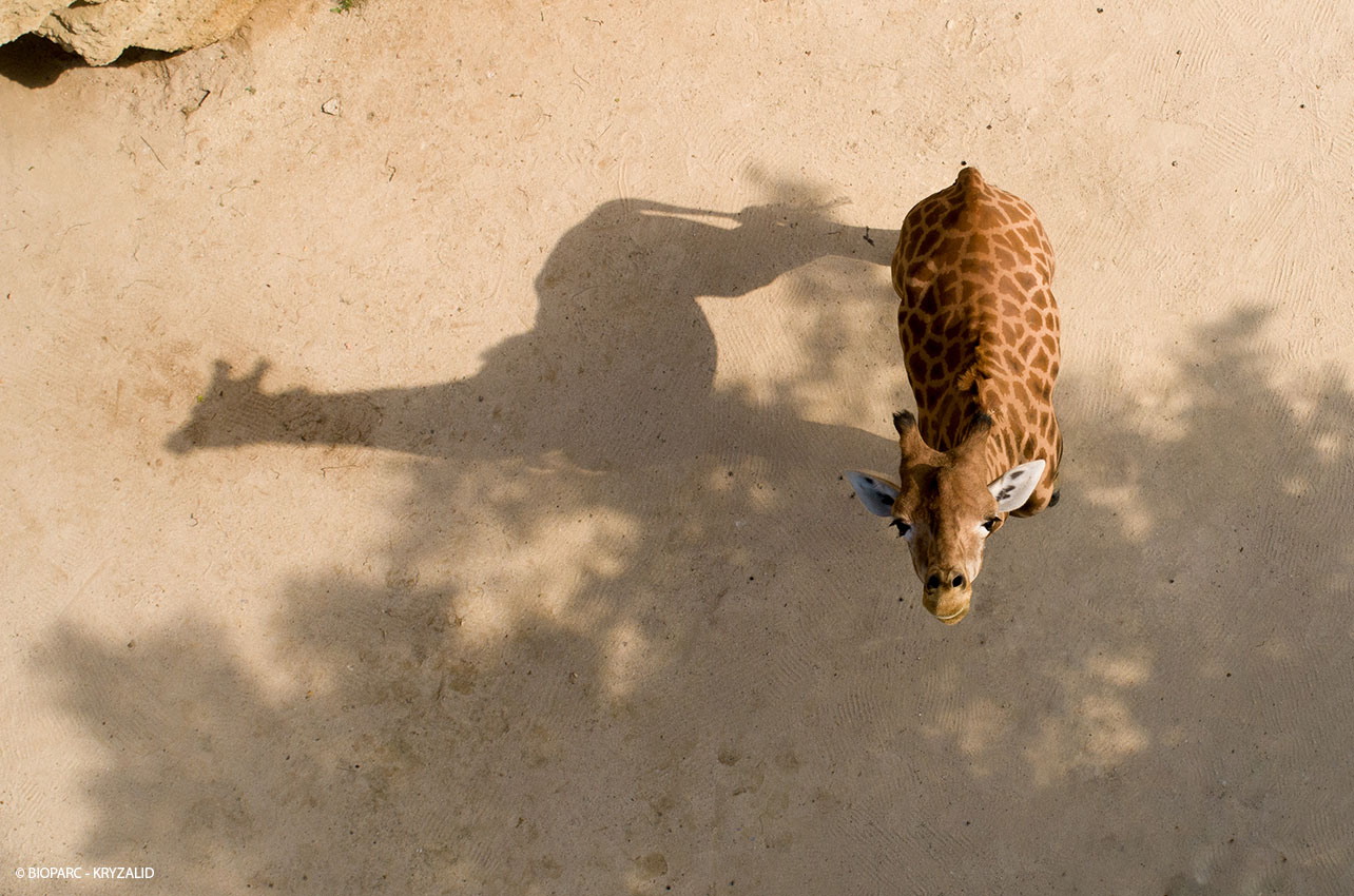 Girafe et son ombre vues du dessus