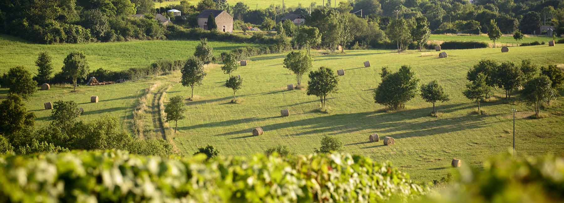 Vue en hauteur d'un champ avec des meules de foin