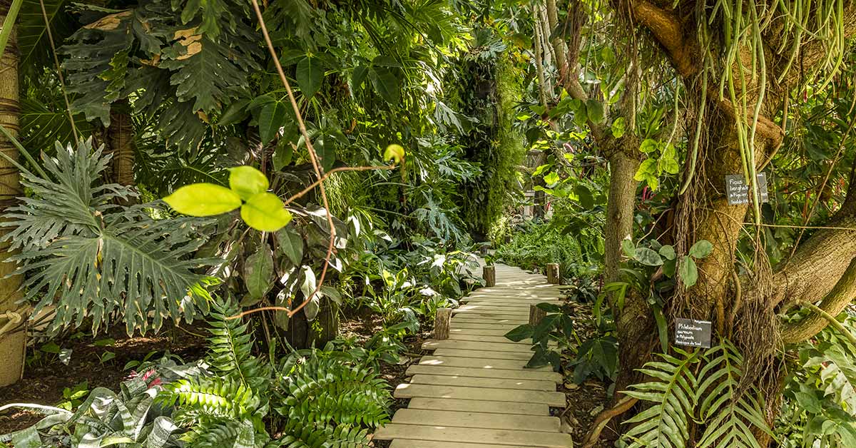Les serres tropicales de Terra botanica