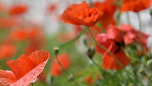 Les rendez-vous de l'été dans les Mauges